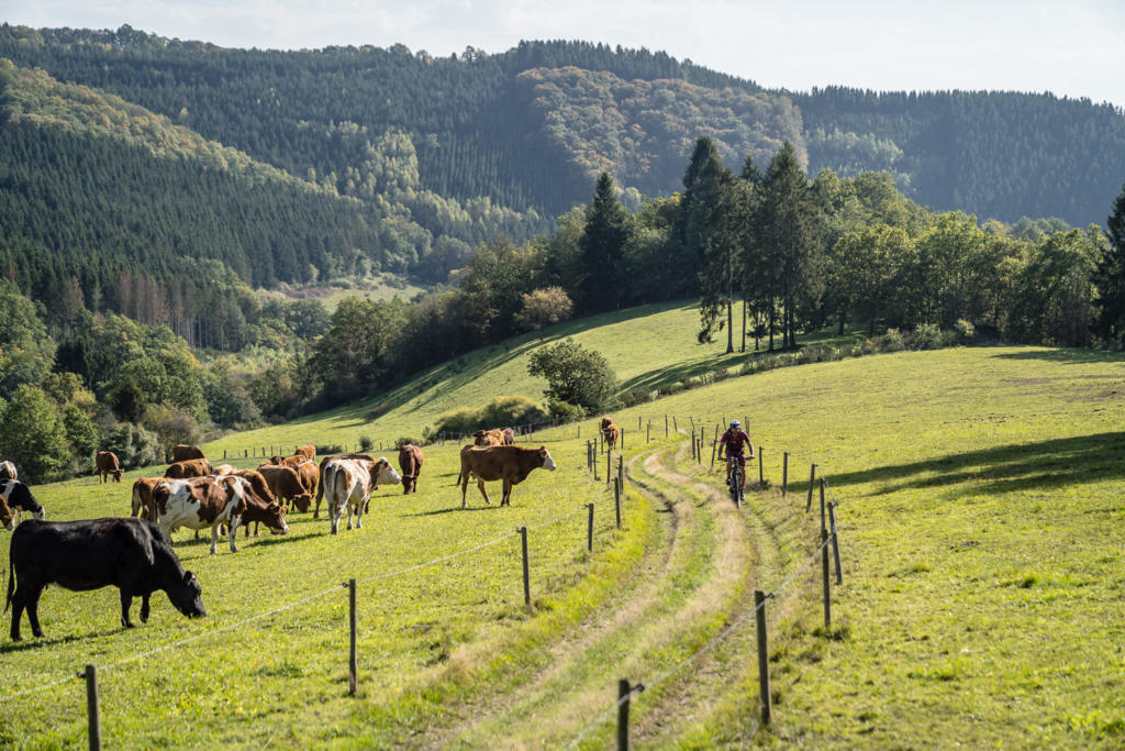 Belgische Ardennen Mountaibike Strecke