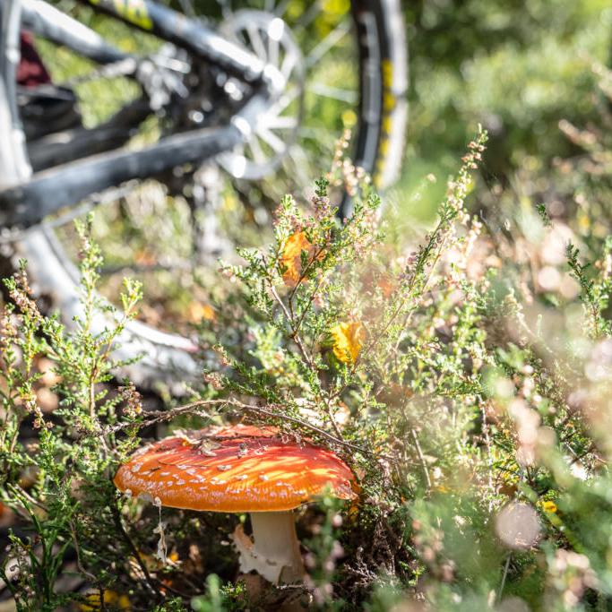 Ardennen Mountainbike Trails Landschaft